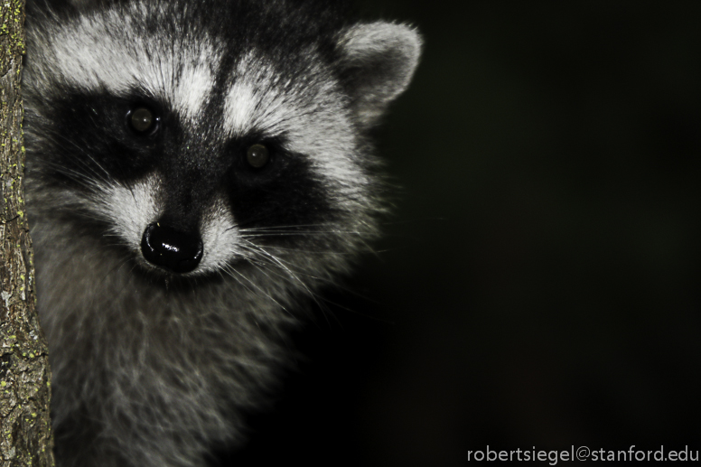 raccoon at night